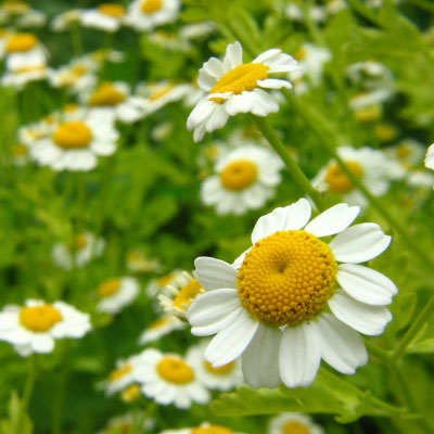 phytothérapie n°2